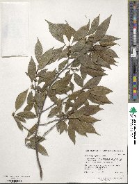 Ilex ambigua image