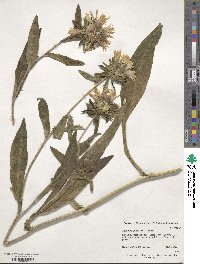 Stokesia laevis image