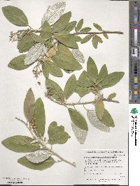 Croton alabamensis image