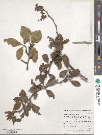 Crataegus opaca image