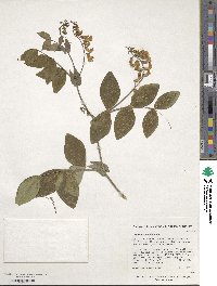 Lathyrus davidii image