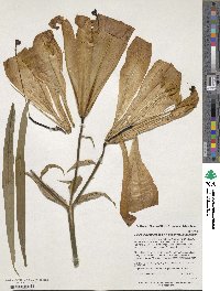 Lilium leucanthum image