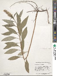 Lysimachia clethroides image