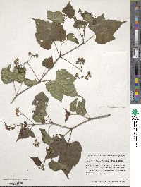 Ampelopsis glandulosa image