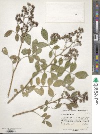 Rosa multiflora image