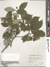 Cornus florida image