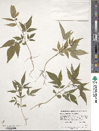 Ailanthus altissima image