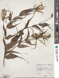 Lilium superbum image