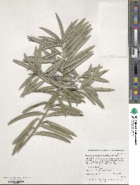 Podocarpus macrophyllus image