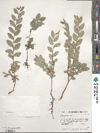 Ulmus parvifolia image