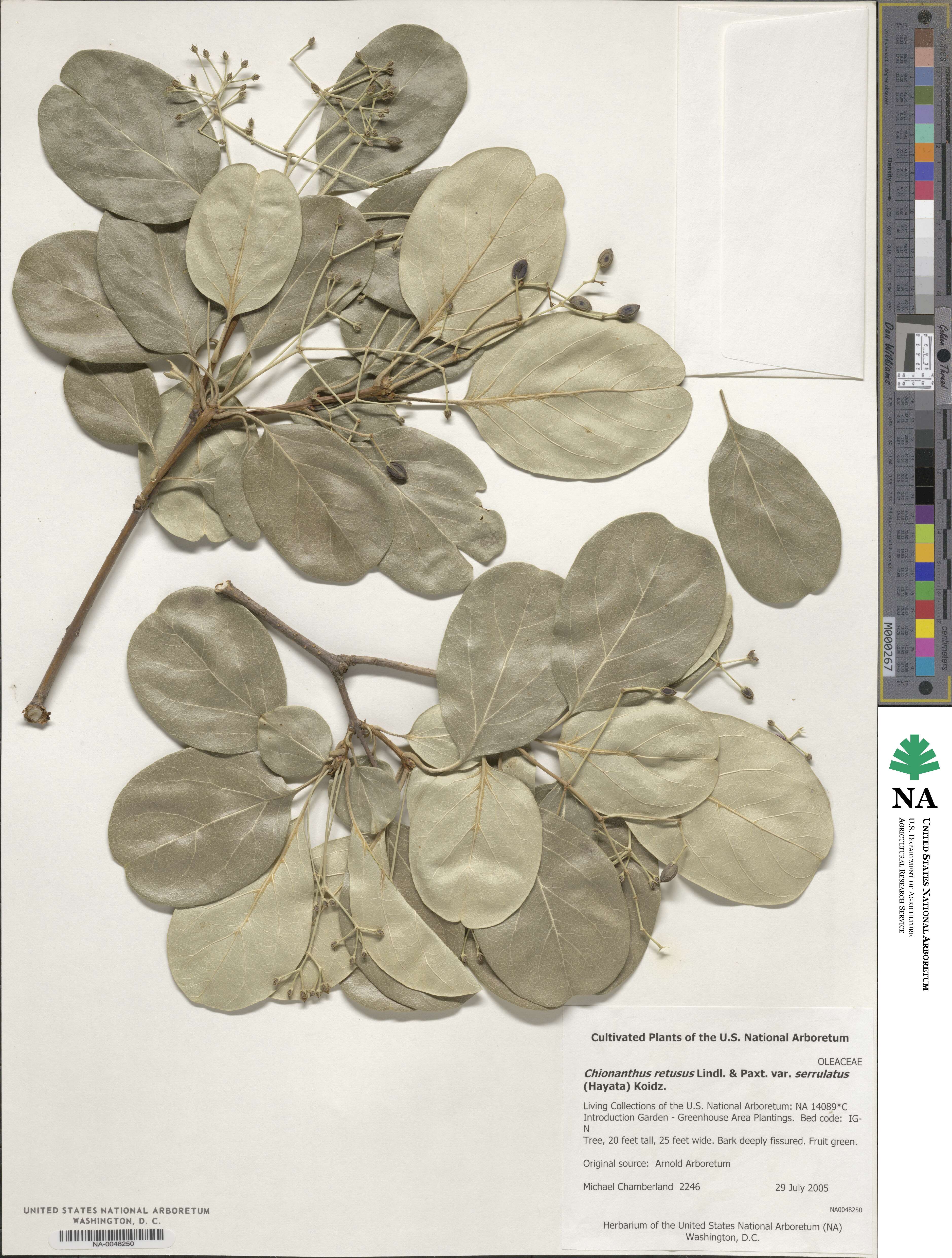 Chionanthus image