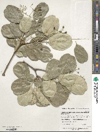 Chionanthus retusus image