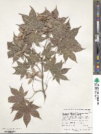 Acer campbellii image