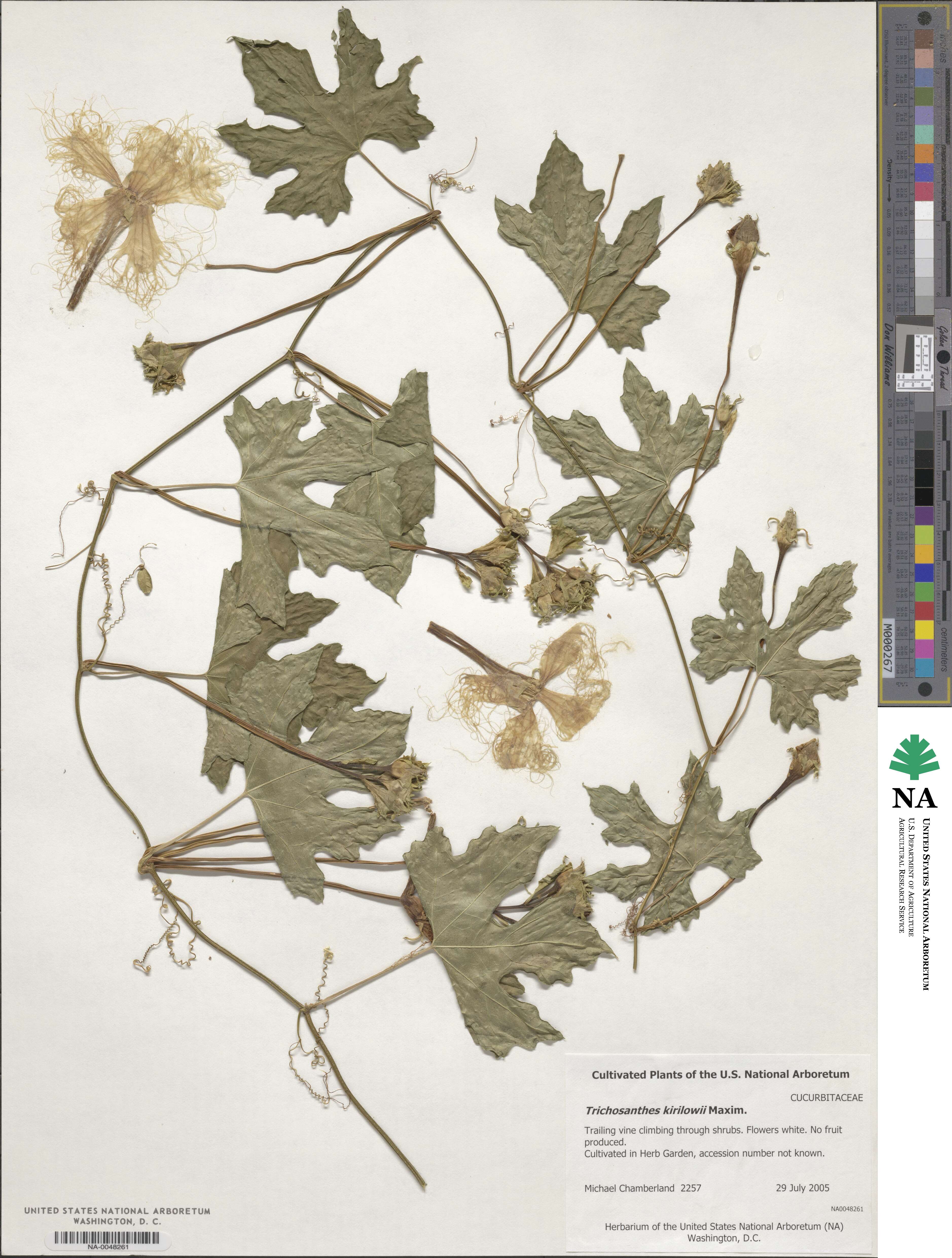 Trichosanthes kirilowii image