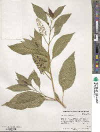 Phytolacca americana image