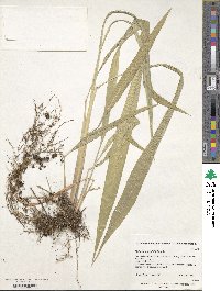 Setaria palmifolia image