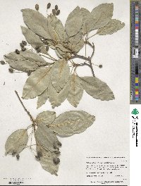 Chionanthus retusus image