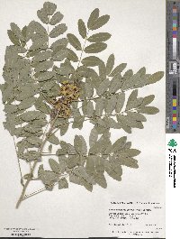 Senna hebecarpa image