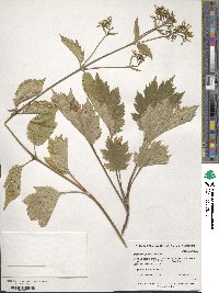 Patrinia gibbosa image