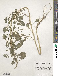 Amaranthus viridis image