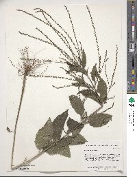 Verbena urticifolia image