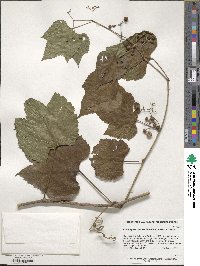 Ampelopsis glandulosa image