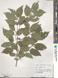 Lonicera maackii image