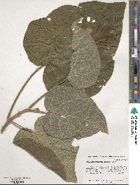 Paulownia tomentosa image