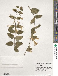 Lonicera japonica image