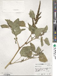 Amaranthus viridis image