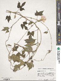 Ipomoea hederacea image