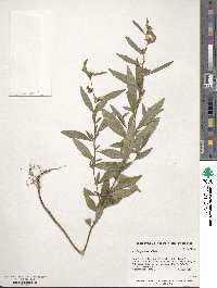 Ludwigia alternifolia image