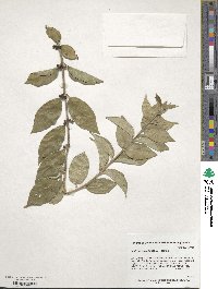 Lonicera maackii image