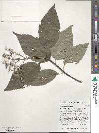 Cornus walteri image
