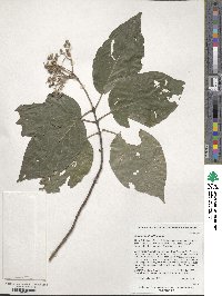 Cornus walteri image