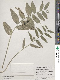 Polygonatum biflorum image