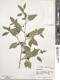 Solanum nigrum image