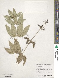 Bignonia capreolata image