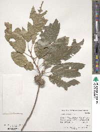 Quercus acutissima image