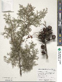 Cupressus arizonica image