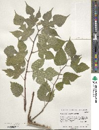 Broussonetia papyrifera image