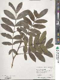 Pterocarya stenoptera image