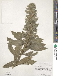 Lobelia siphilitica image