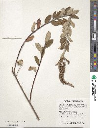 Spiraea tomentosa image