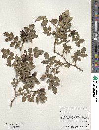 Rosa canina image