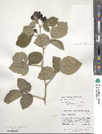 Rubus armeniacus image