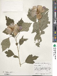 Hibiscus syriacus image