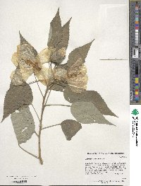 Hibiscus moscheutos image