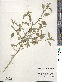 Sida spinosa image