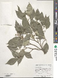 Cornus walteri image